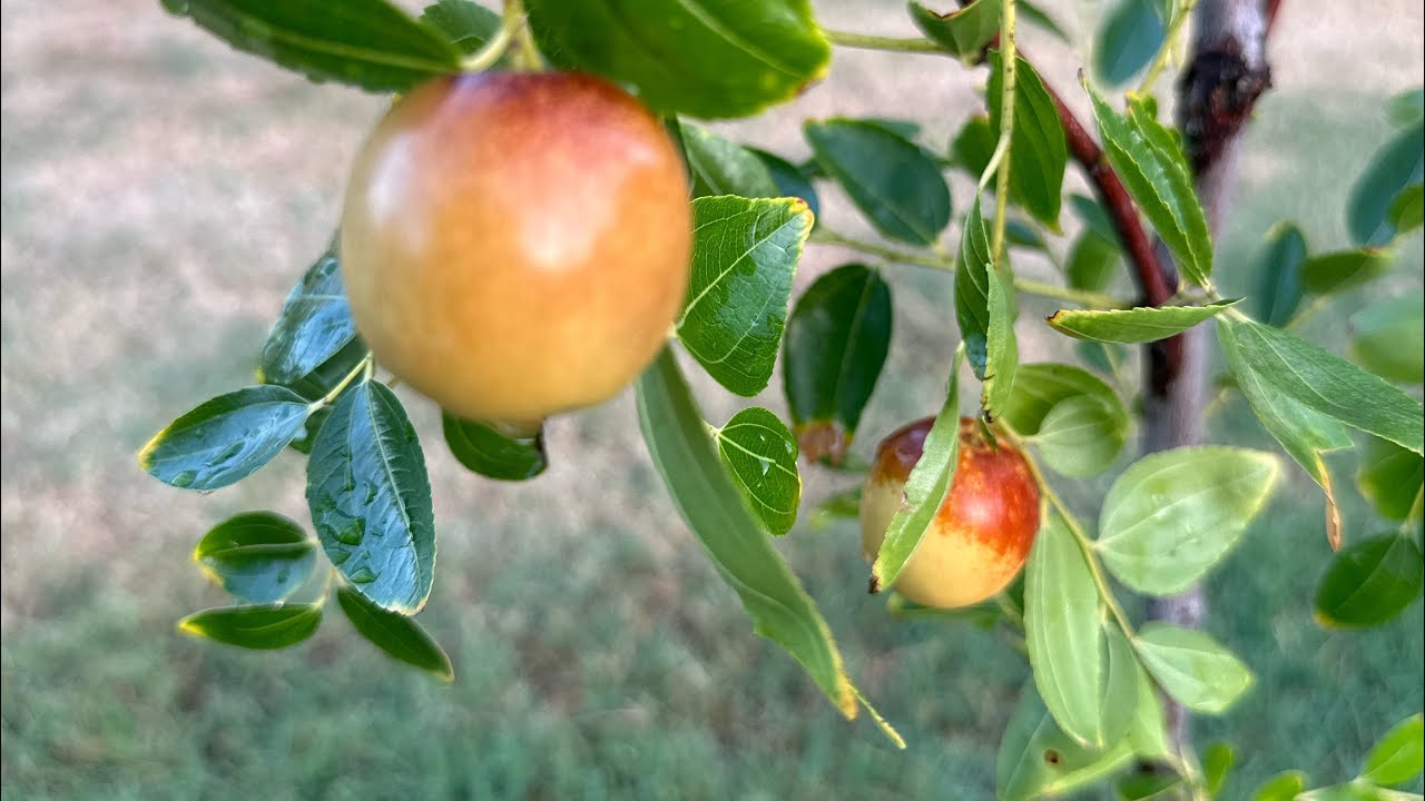 Тест вкуса мармеладного Шан-Си Ли, 1-й год – 2023 г.