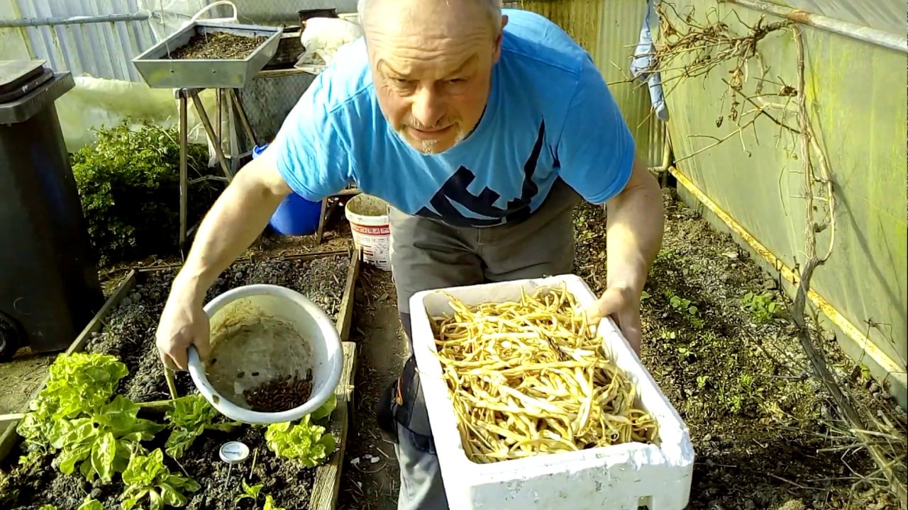 Comment semer vos haricots verts en serre ou en extérieur