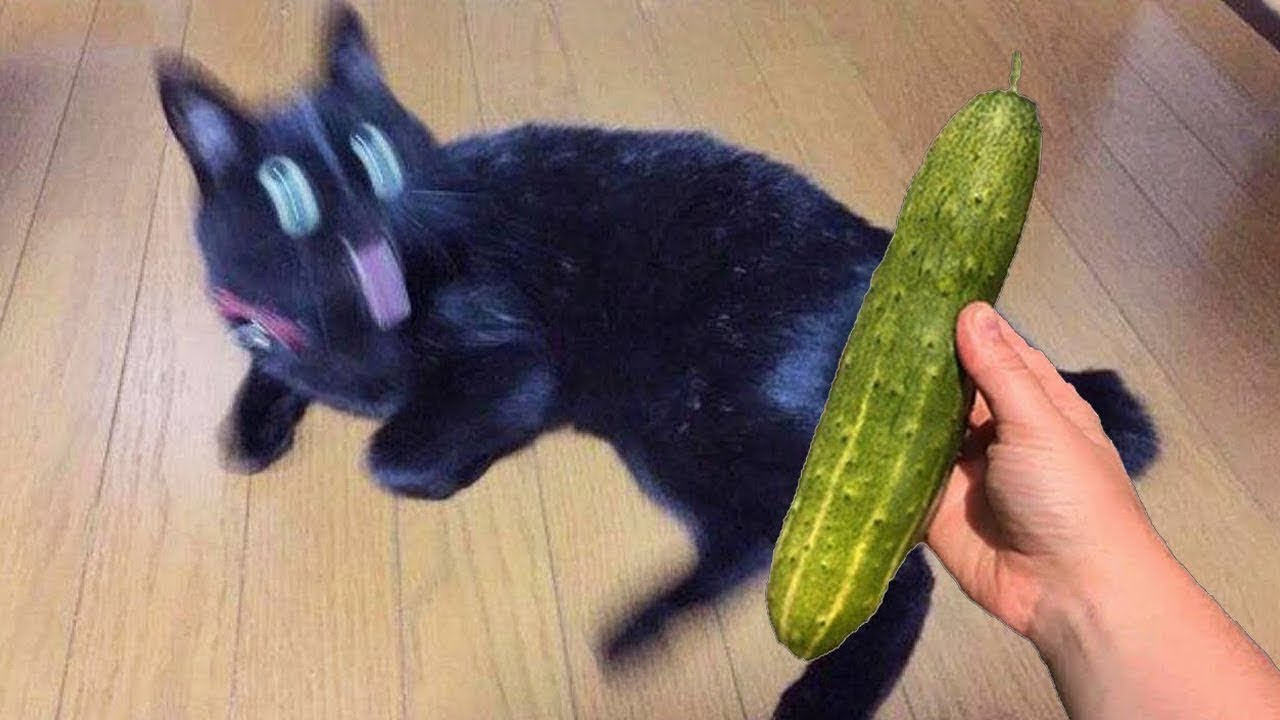 Funny Pet Moments Make You Laugh So Hard #52