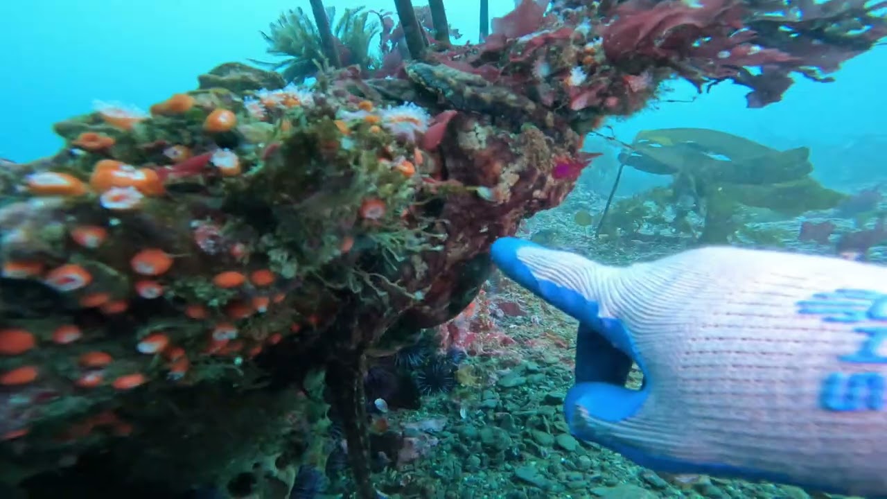 Pequeño pulpini, El rosario B.c