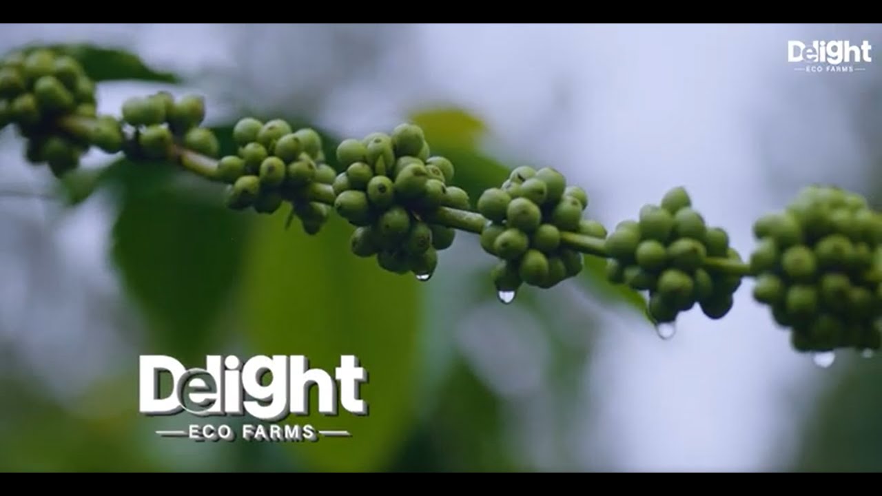 Delight Eco Farms Farmland Near Bangalore, Sakleshpur and Lepakshi for Investment & Weekend Retreats