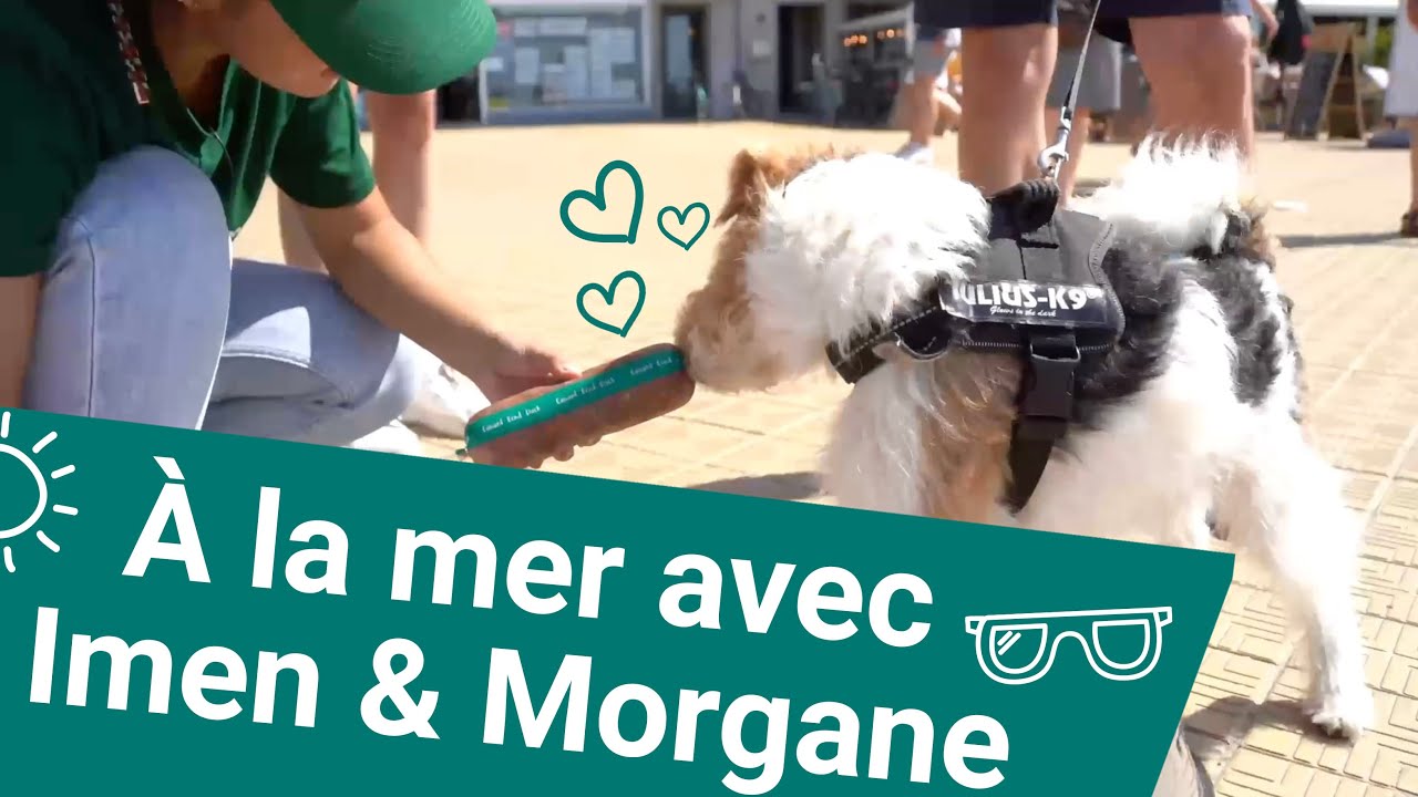 DOG VLOG 3 : On a fait déguster du Dog Chef en bord de mer !