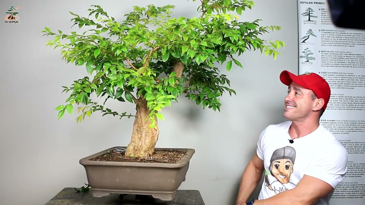 CONSTRUINDO UM BONSAI DE JABUTICABA HÍBRIDA GIGANTE