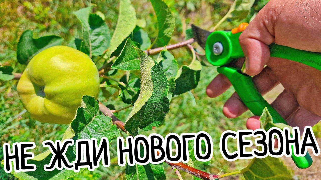 Обрезка Яблони летом на урожай. ЛЕГКАЯ и ПОНЯТНАЯ схема. Правильная формировка яблони летом.