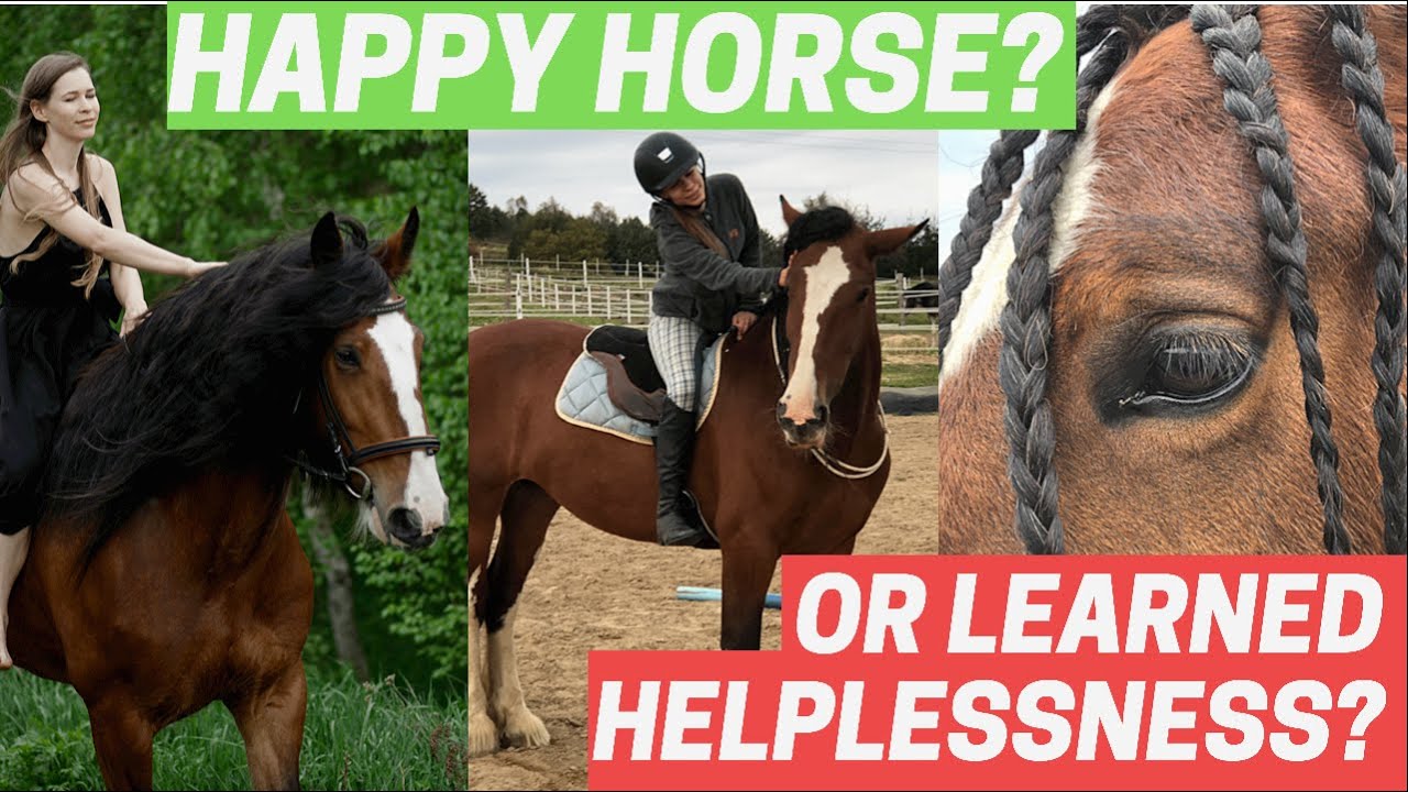 What is Learned Helplessness? (with examples)