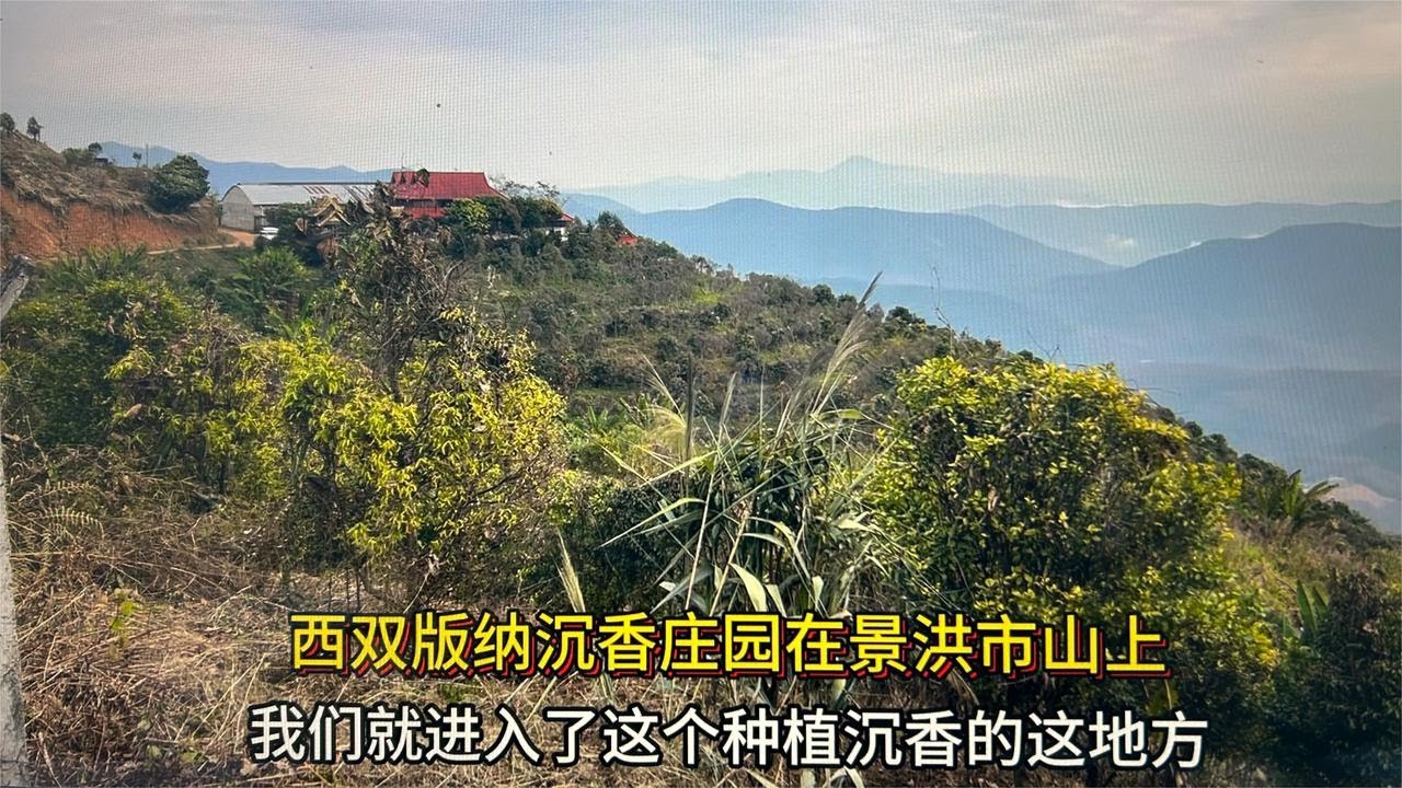 西双版纳沉香庄园在景洪市一座山上！北京人第一次见到沉香树