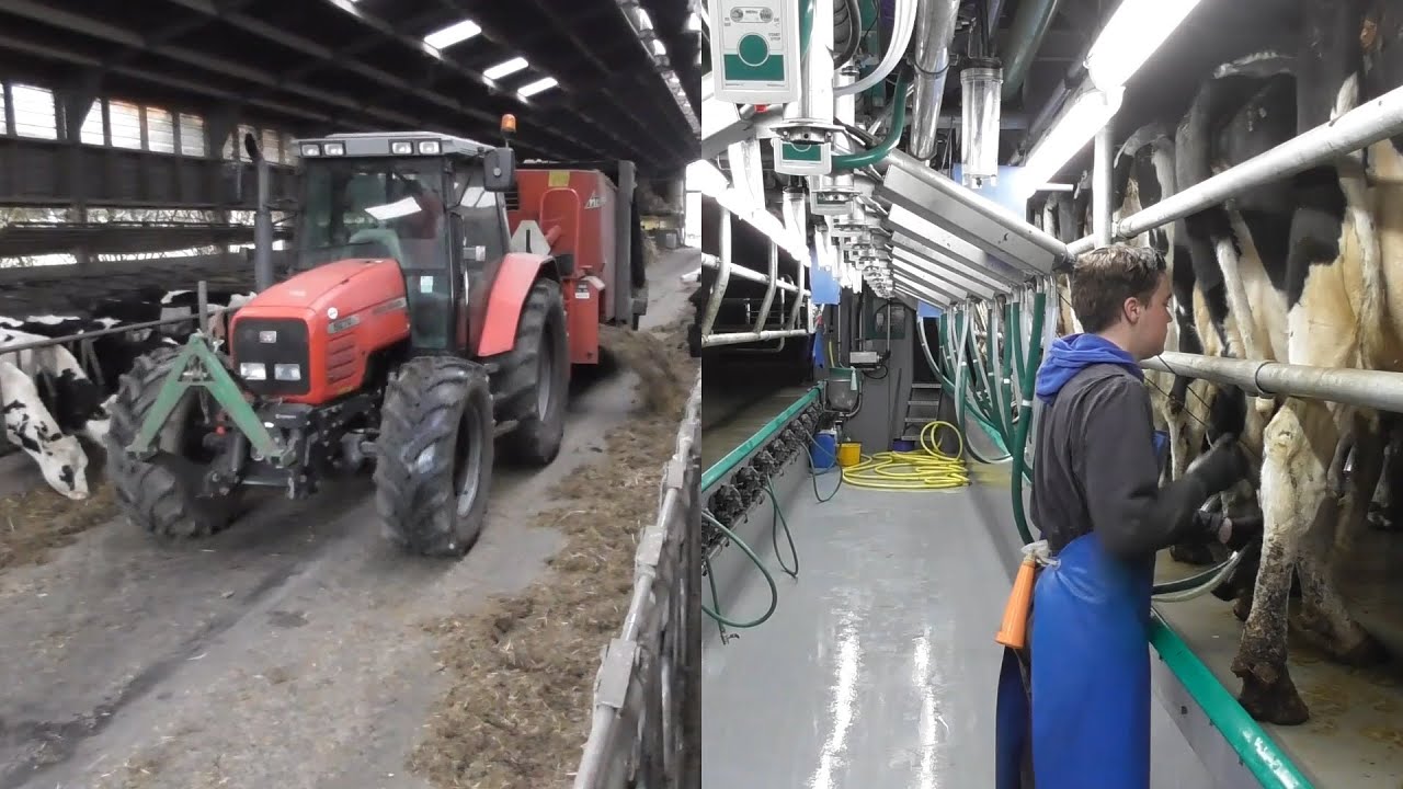 Milking & feeding at Scholten dairy