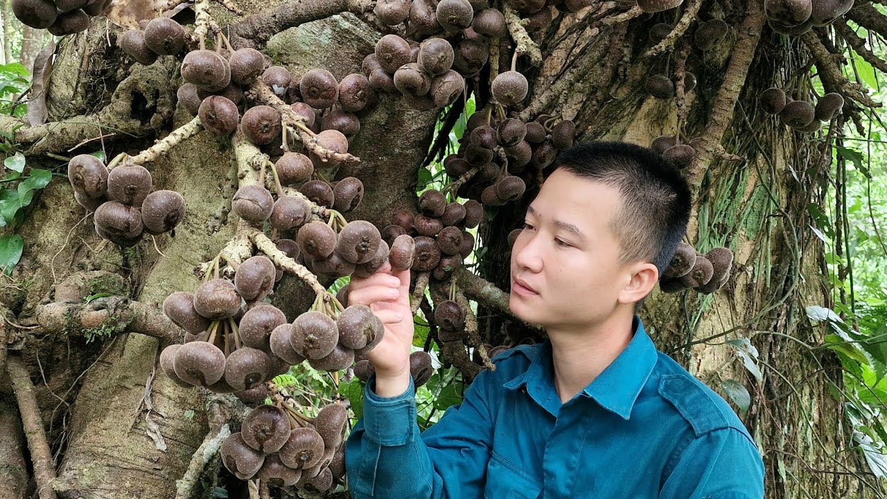Harvest forest Fruits Bring to the market for sale - Animal Care | Quan Văn Trường