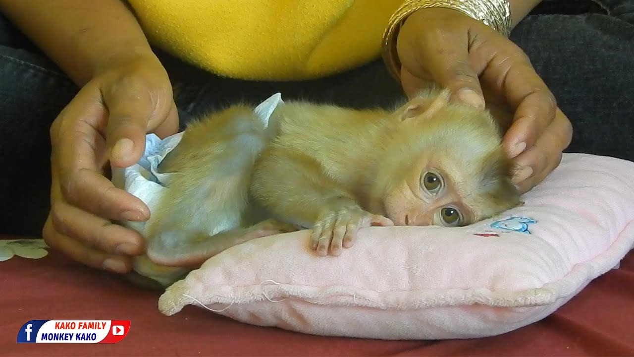 Newborn Baby Monkey | Tiny Baby Olly Grooming And Sleep On Pillow