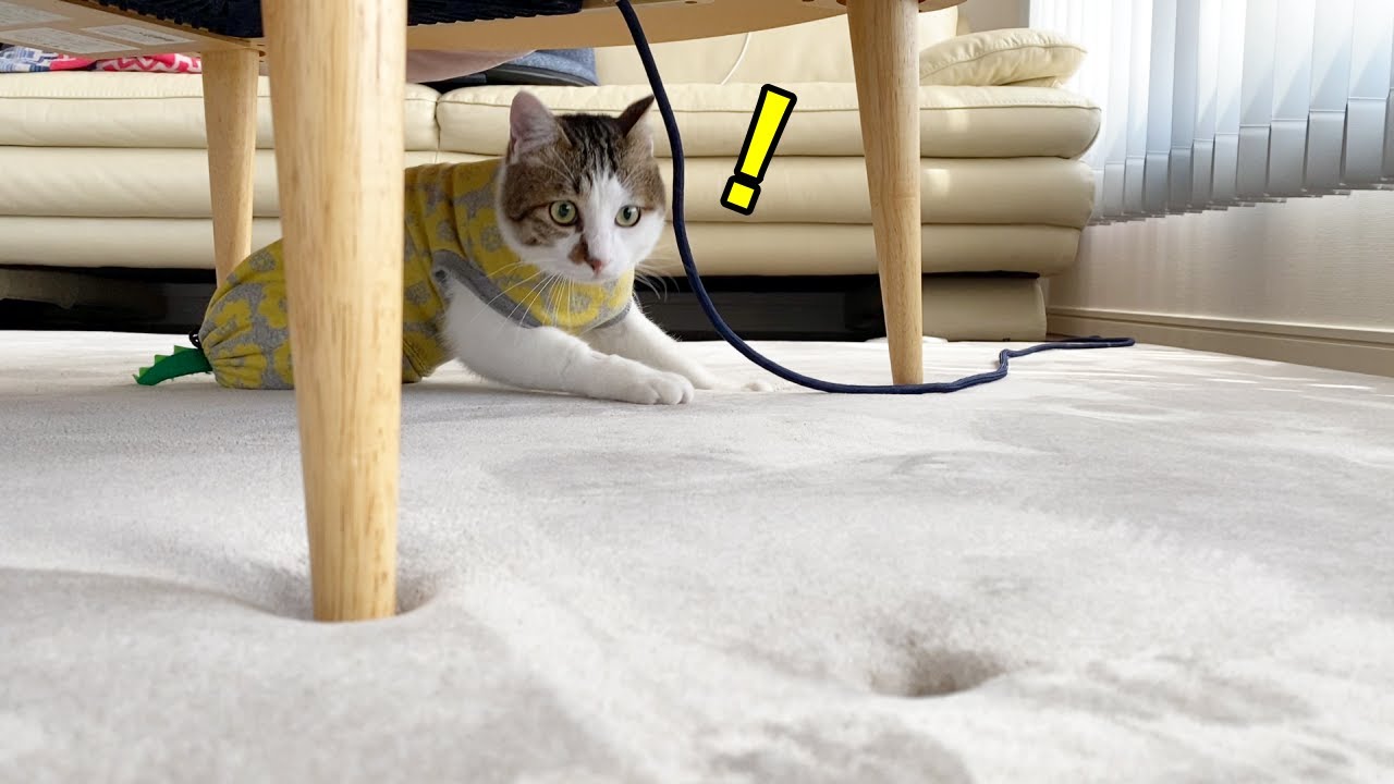 穴掘り名人猫、夢中でこたつ敷き布団をホリホリ