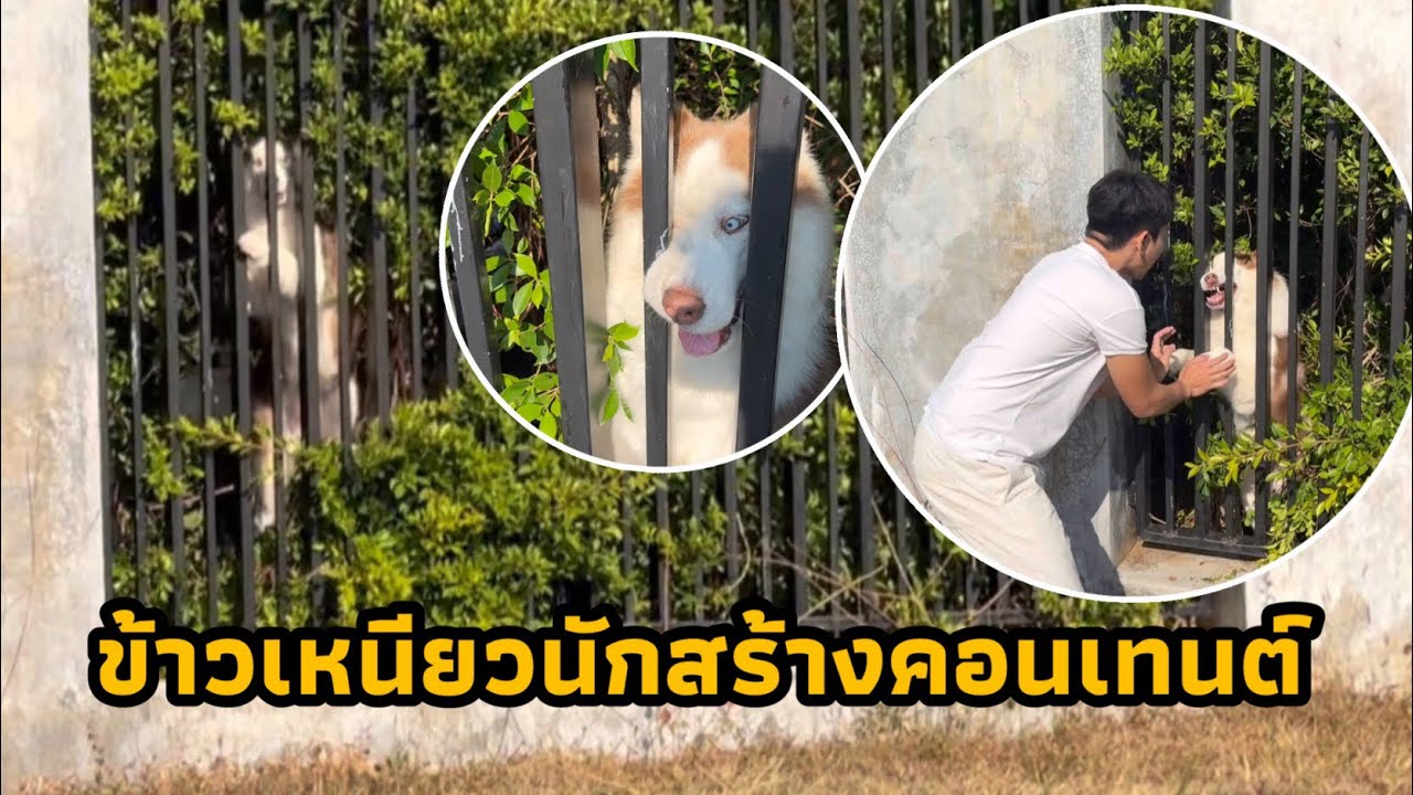 ปีนรั่วไม่พอ ปีนต้นไม้หนีไปอีก ไม่มีอะไรที่ข้าวเหนียวทำไม่ได้