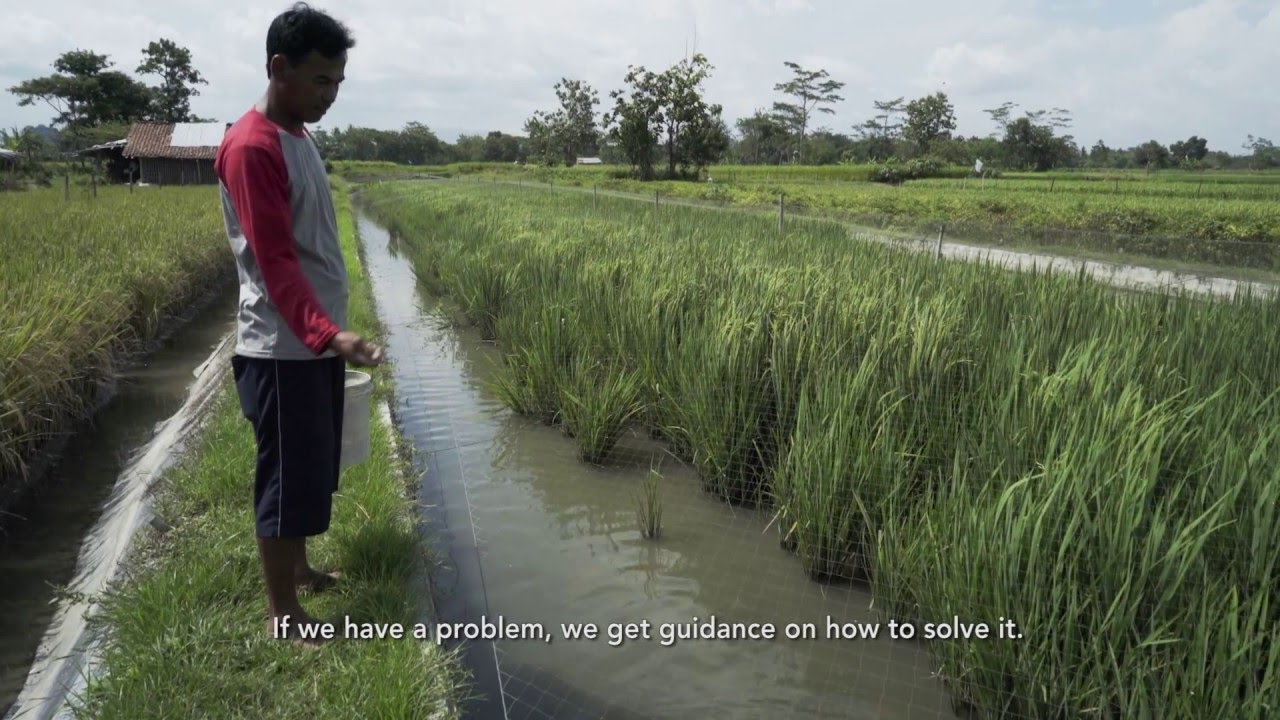 Indonesia Rice-Fish Farming