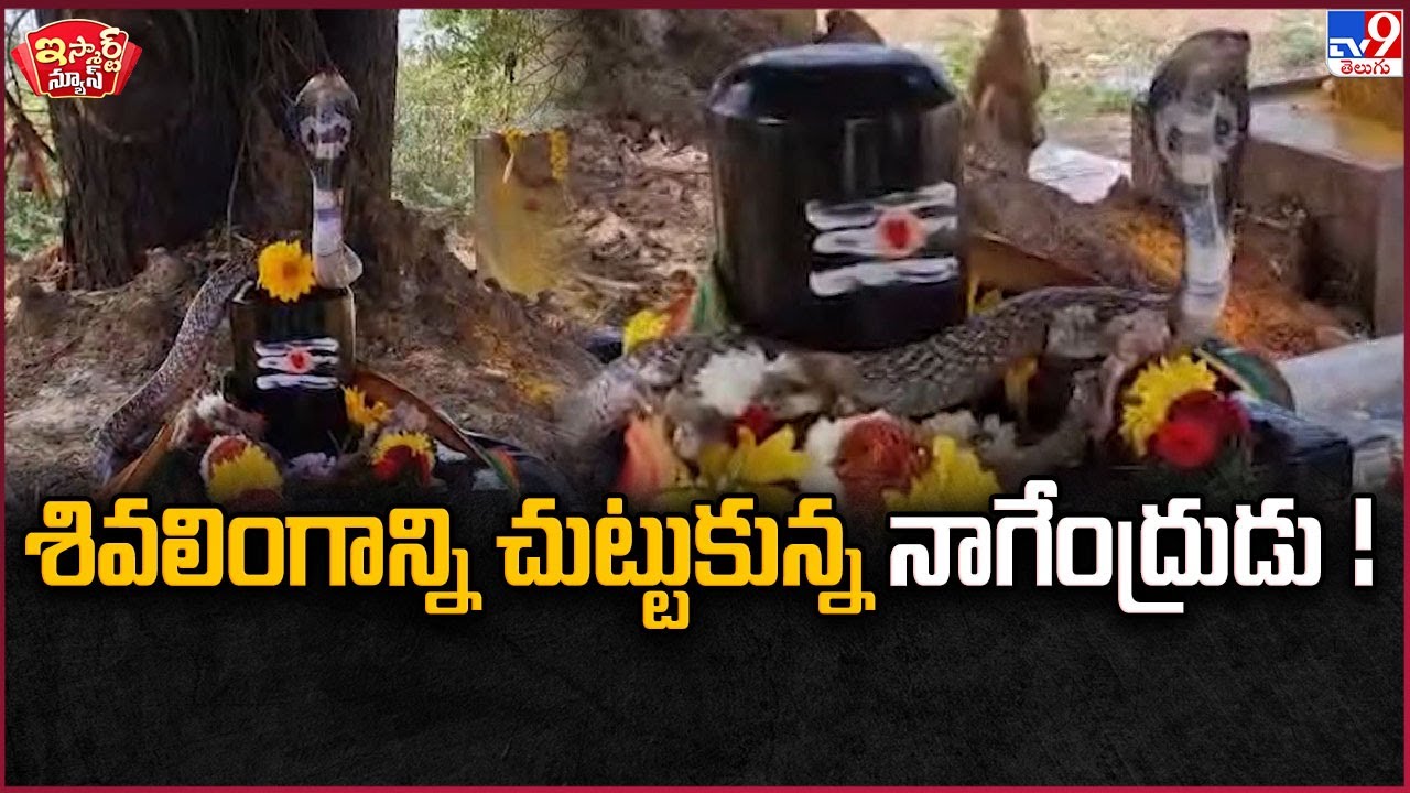 iSmart News : శివలింగాన్ని చుట్టుకున్న నాగేంద్రుడు ! | Nellore - TV9