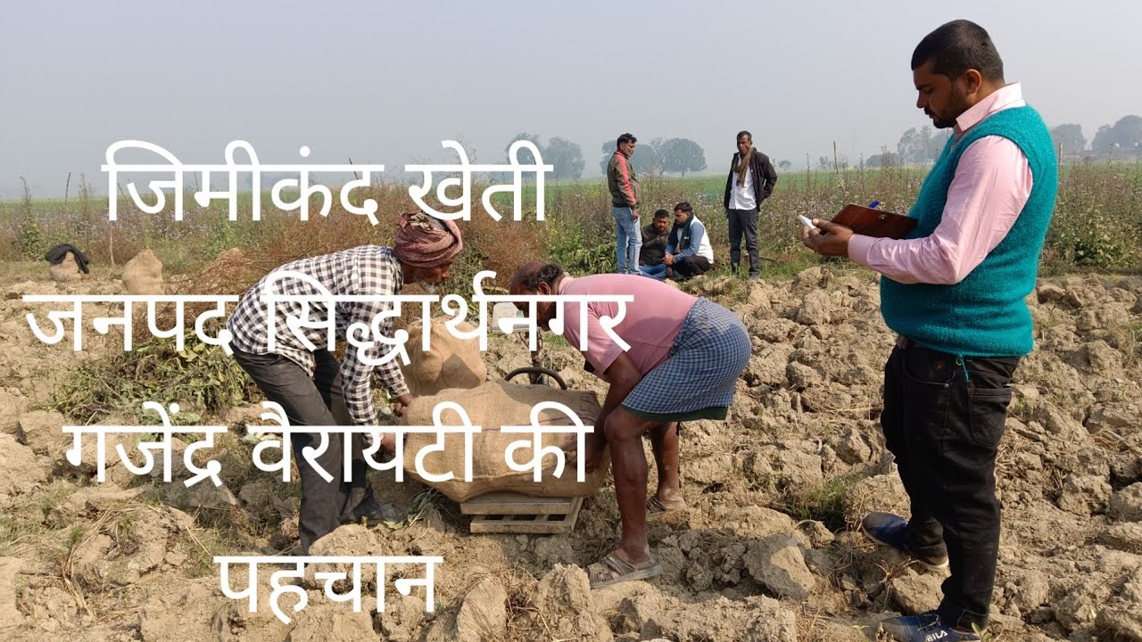 जिमीकंद खेती जनपद सिद्धार्थनगर गजेंद्र वैरायटी की पहचान