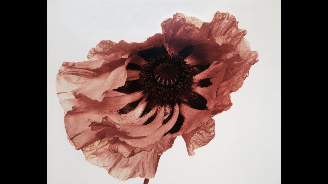 Irving Penn