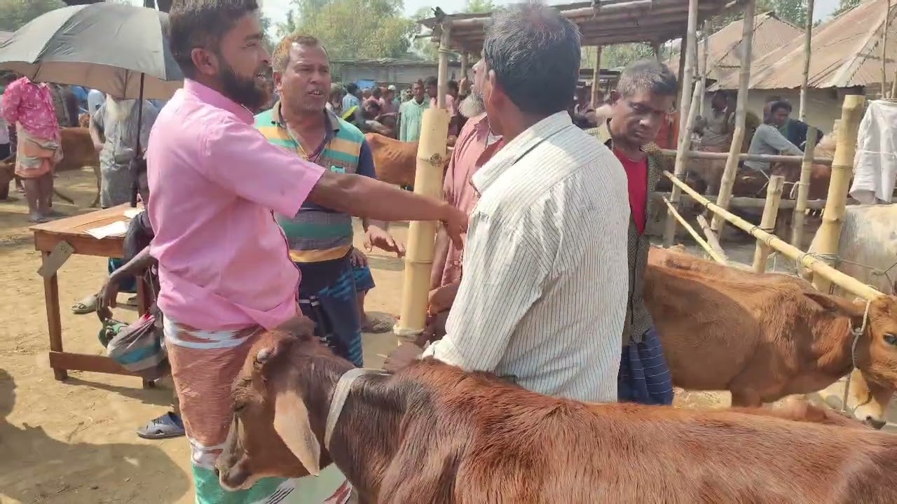 খামার উপযোগী ষাঁড় দামদর রানীবন্দর  হাট দিনাজপুর। 