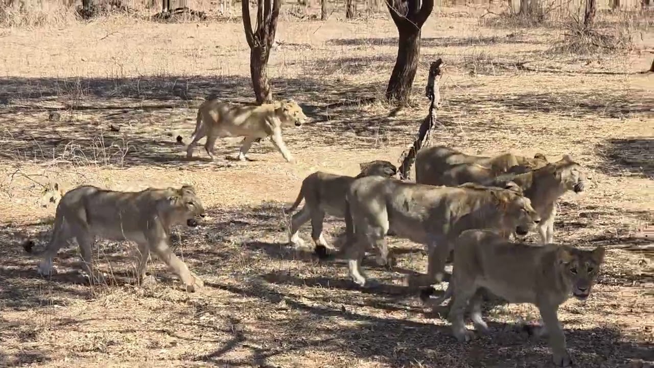 A Pride's narrow escape