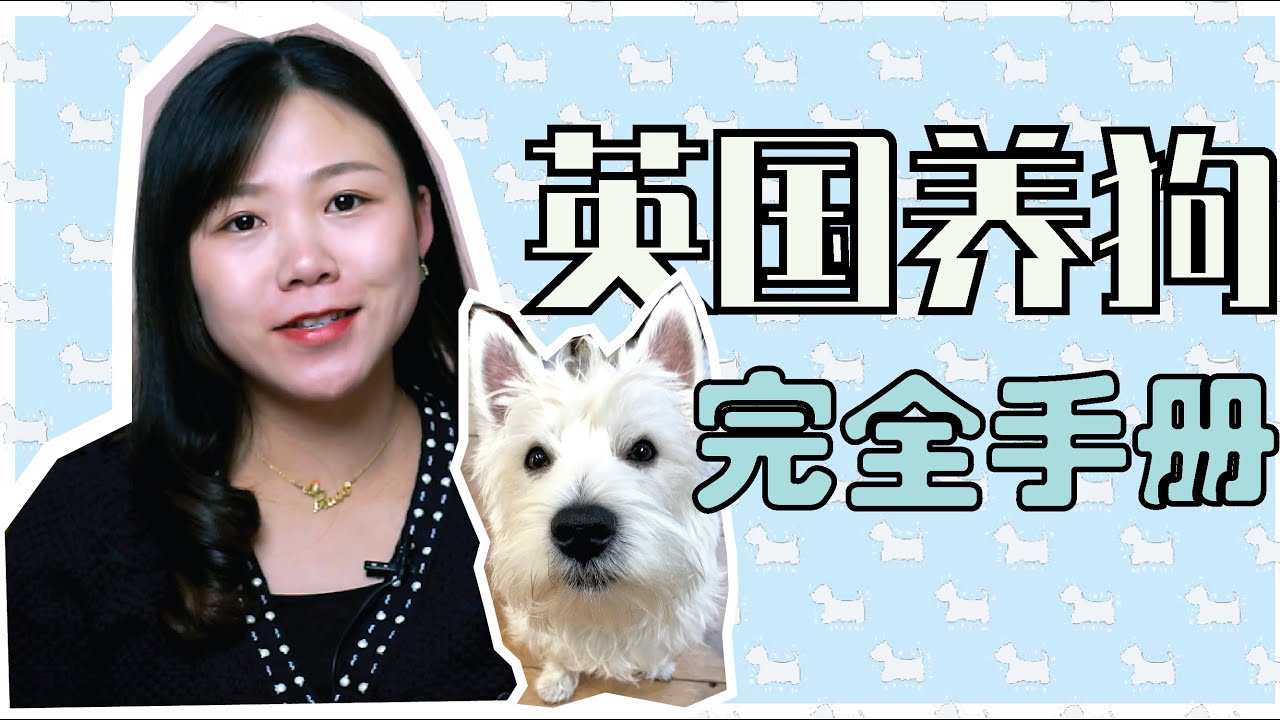 英国养狗完全手册|最受欢迎狗狗Top榜|购买及领养手续/日常花费/法律规定等|英国生活百科