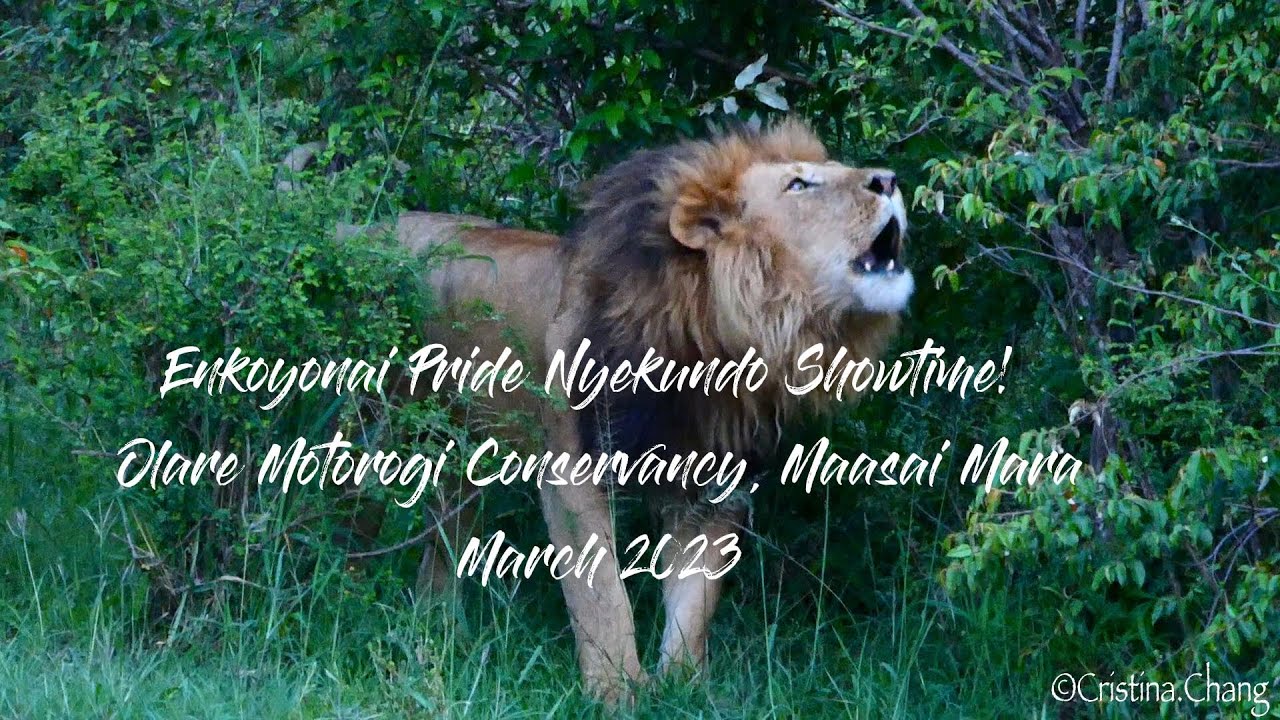 Fig Tree Boy Nyekundo Showtime! Maridadi's Son! |Massai Mara