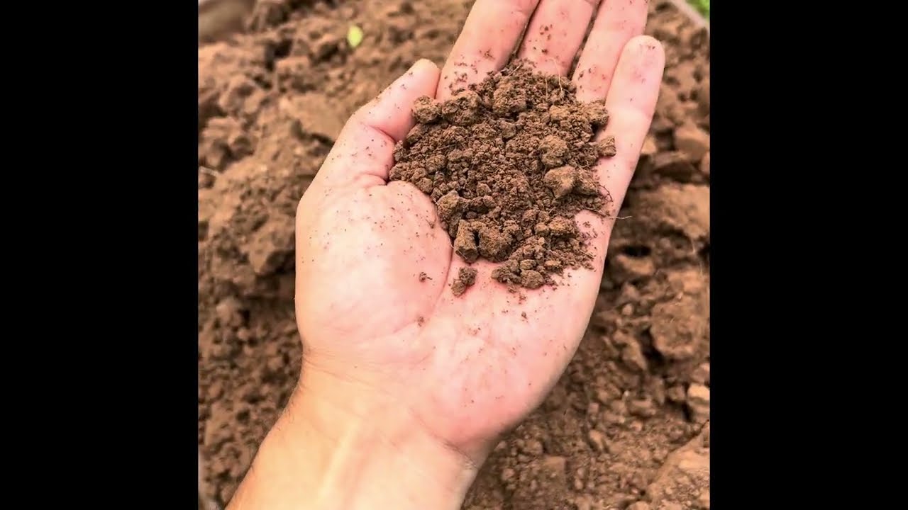 How to plant a David Austin rose