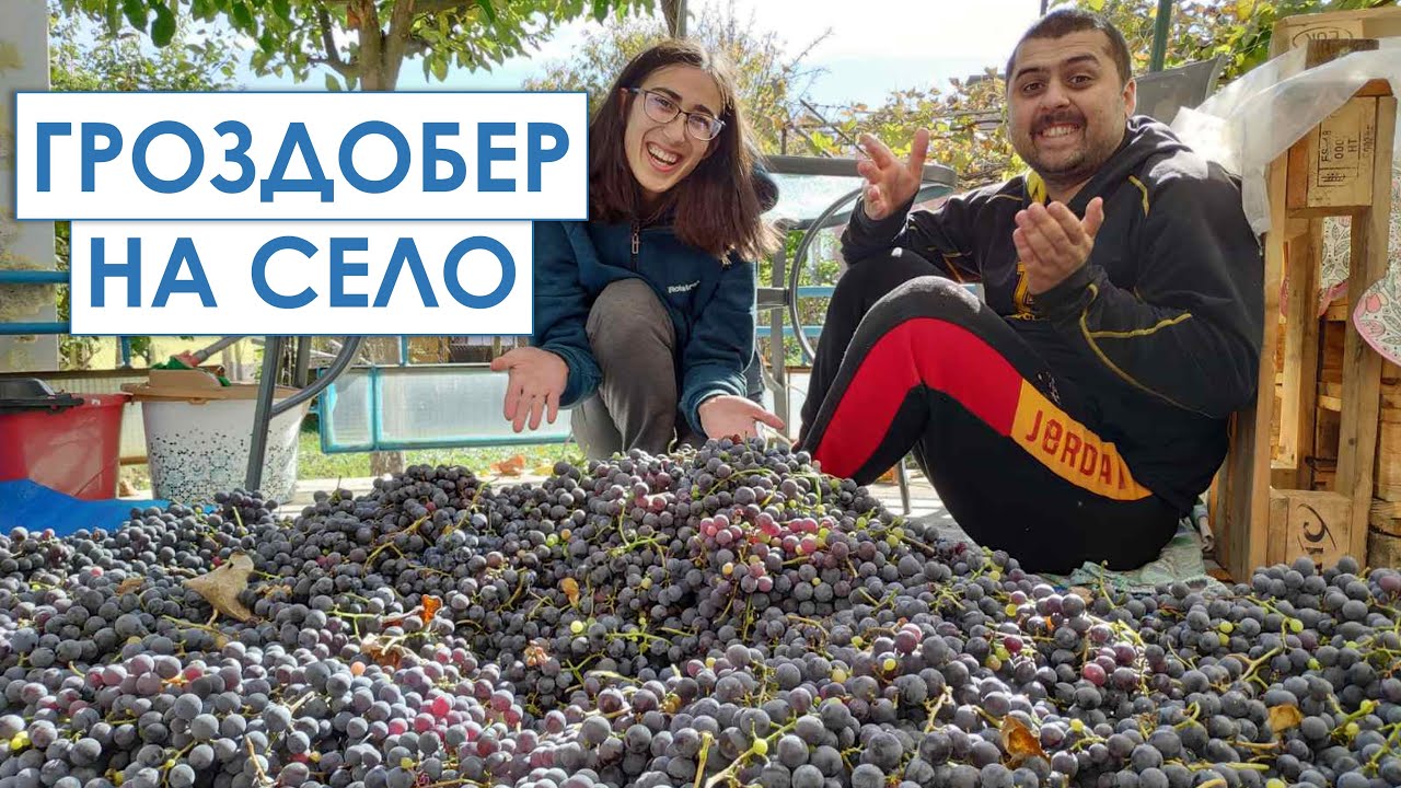 Гроздобер на село. Подготовка за ракия. | Живот на село по пишмански