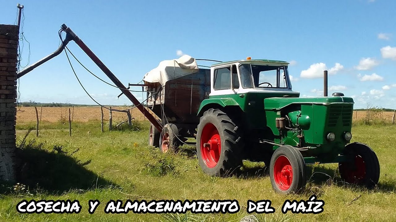 COSECHANDO Y ALMACENADO EL MAÍZ EN EL GRANERO..