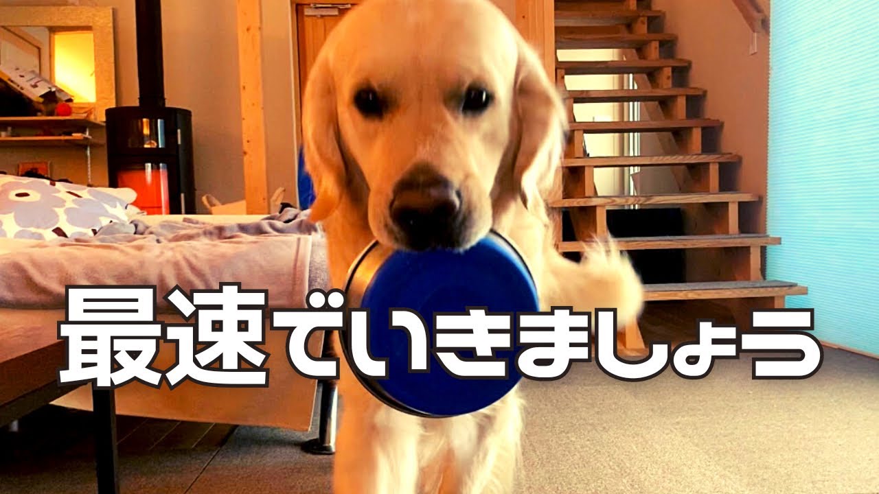 「お皿持ってきて」をたった25分で覚えるゴールデンレトリバー #コール家