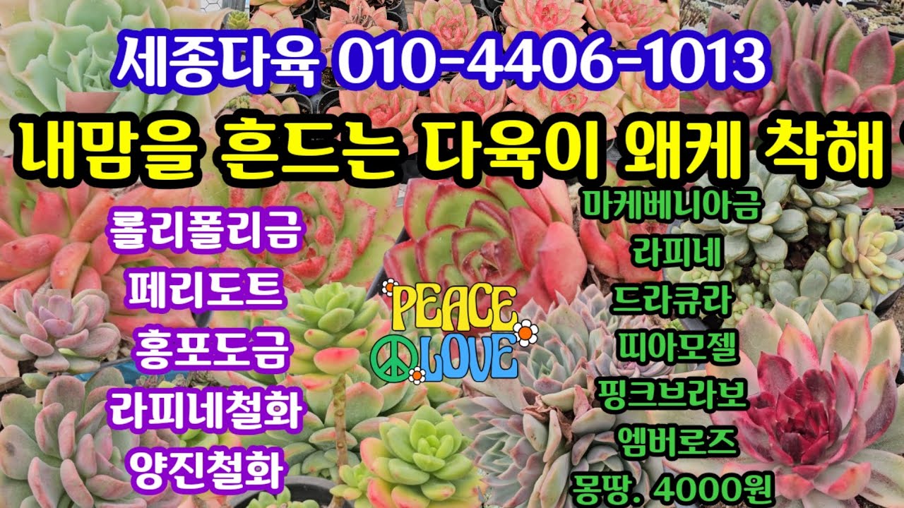 #다육이쇼핑 #세종다육 010-4406-1013 (25.10.22)소품부터 대품까지 가을빛이 완연한 다육이 짧뚱 통통 득템 하세요 🤗
