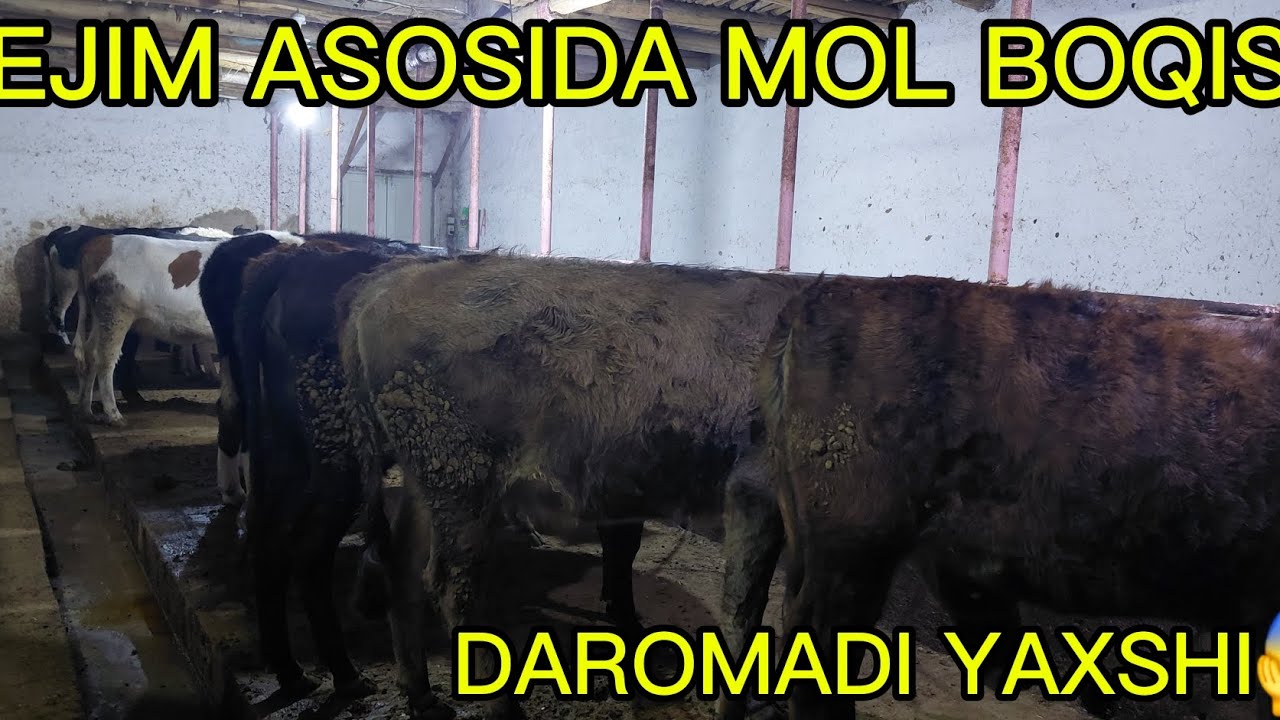 АКАМИЗДАН  ДЕХКОНЛАРГА  ТАФСИЙАНИ  ЗУРИ