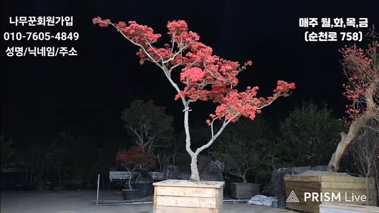 26년04월16일 님사랑이야기의 나무꾼경매장 165회(특수목,조경수,분재,정원수)