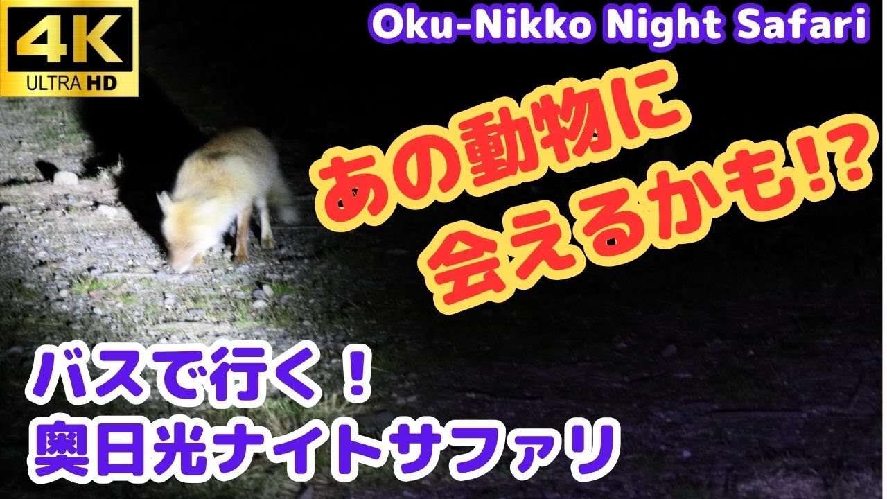 夜の奥日光ナイトサファリ～赤沼から千手ヶ浜へ　野生動物と出会う森の旅