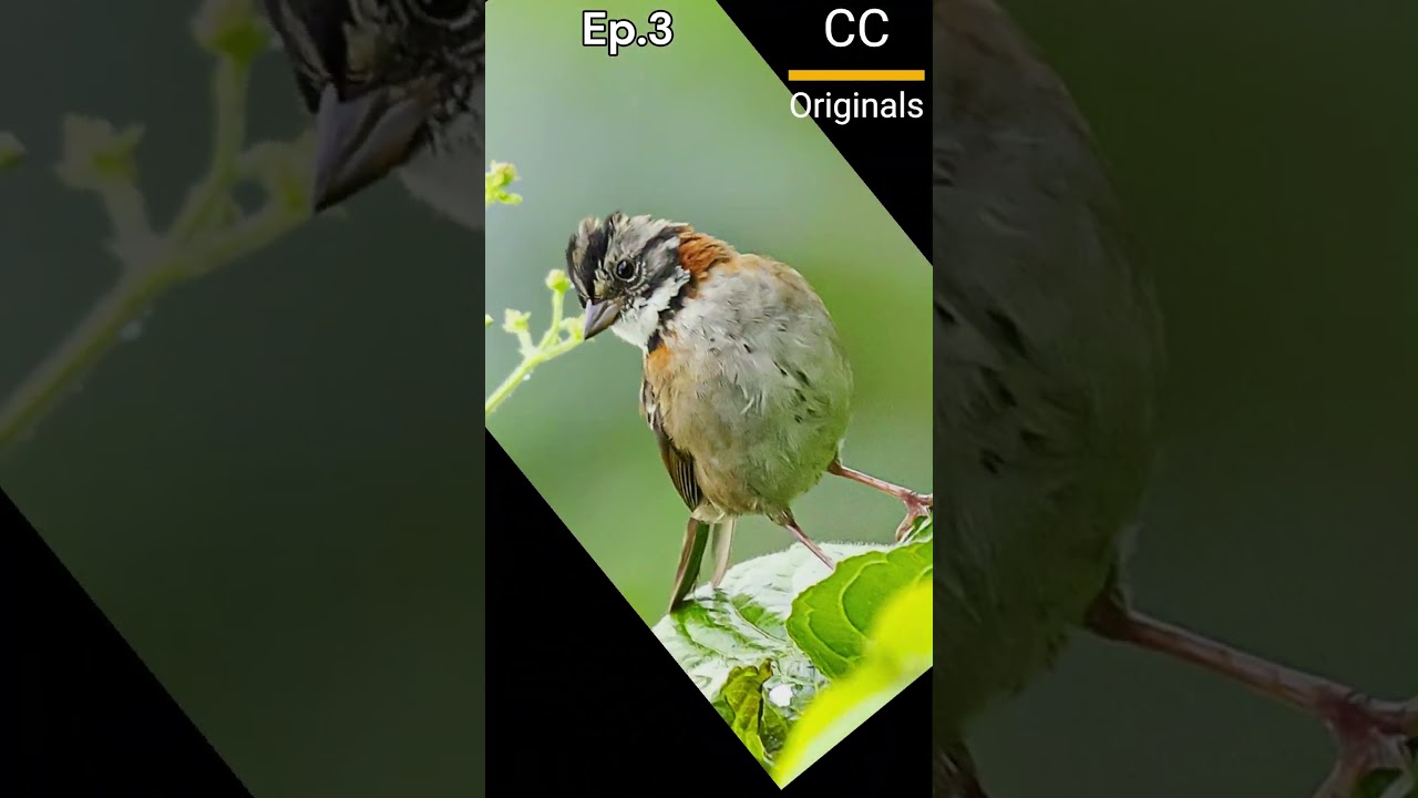 Meet the Tough Sparrow! Rufous-Collared Sparrow Survival Secrets! #critterchronicles|P3