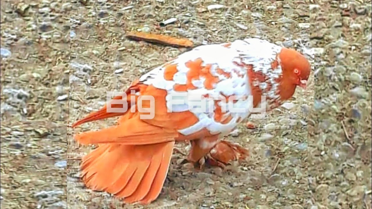 pigeon farm & fancy pigeon loft - breeding fancy pigeon