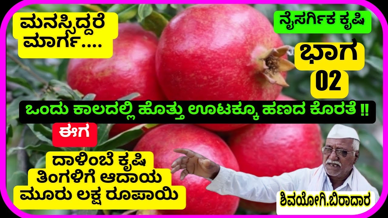 02 || ದಾಳಿಂಬೆ ಬೆಳೆಗಾರ|| ಶಿವಯೋಗಿ ಬಿರಾದಾರ||ಅರ್ಜನಾಳ||ಇಂಡಿ||ವಿಜಯಪುರ||Pomegranate Farming||Karnataka||