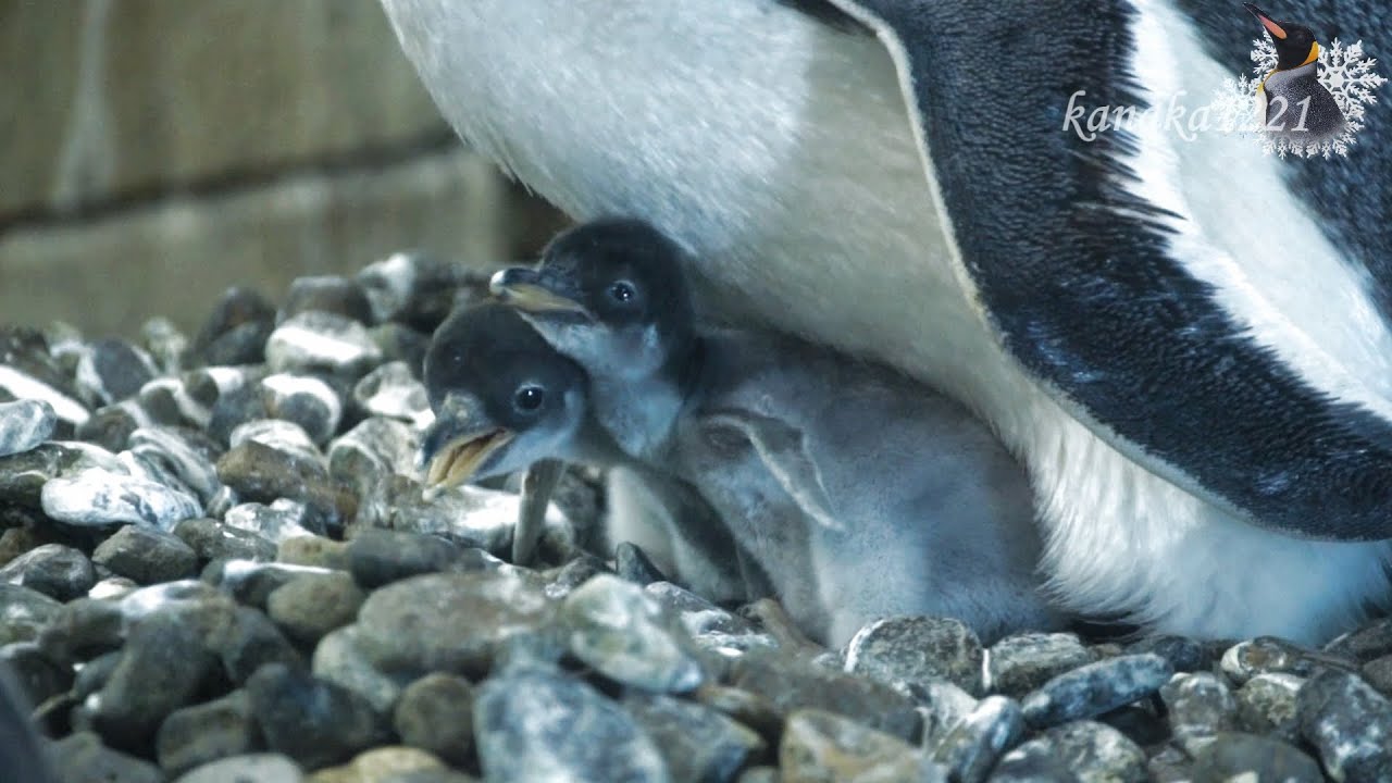 旭山動物園 ジェンツーペンギンのヒナちゃん！2羽も生まれました！