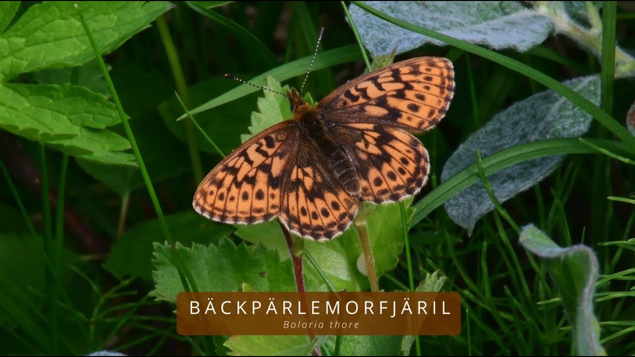 BÄCKPÄRLEMORFJÄRIL (Boloria thore/Thor´s Fritillary)