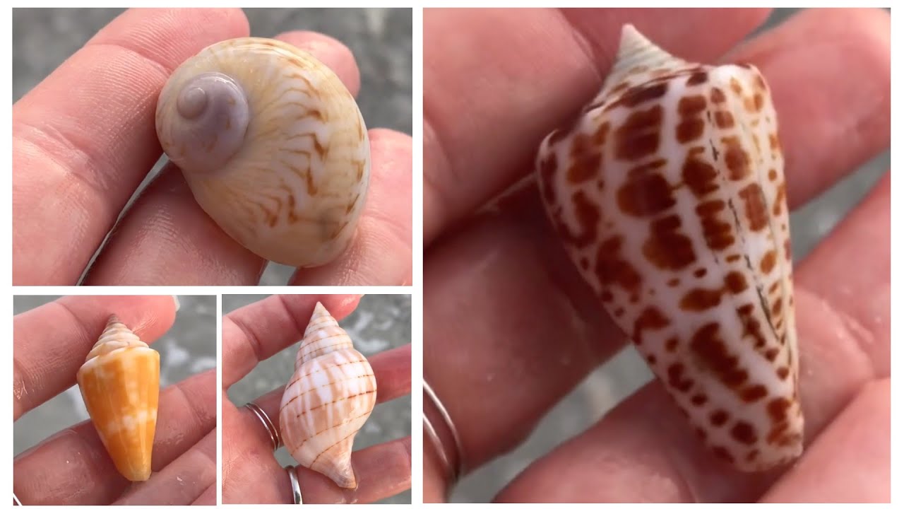 Low tide shelling at Tigertail Beach, Marco Island. The shells are back!