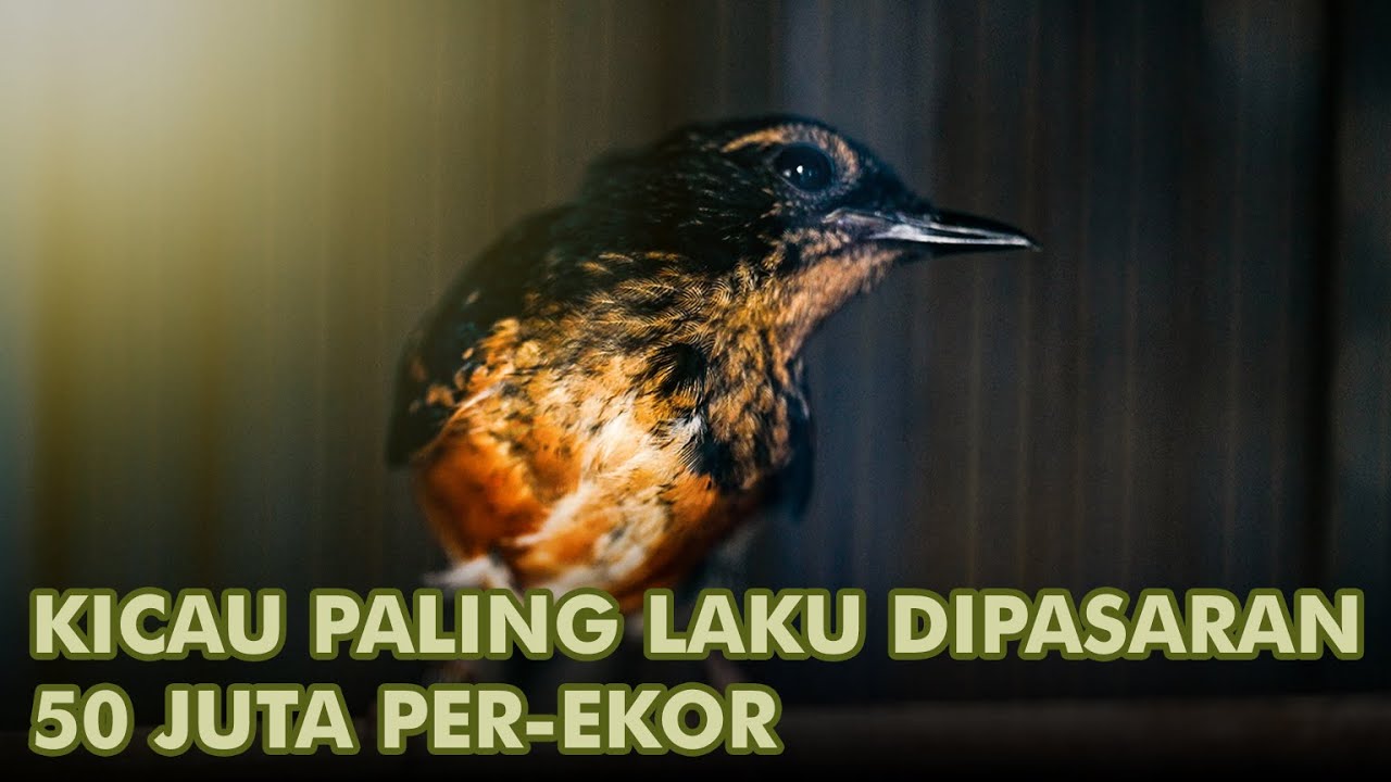 Usaha Sampingan Guru Honorer, Jual Kicau Murai Batu Paling Mudah & Cepat Laku