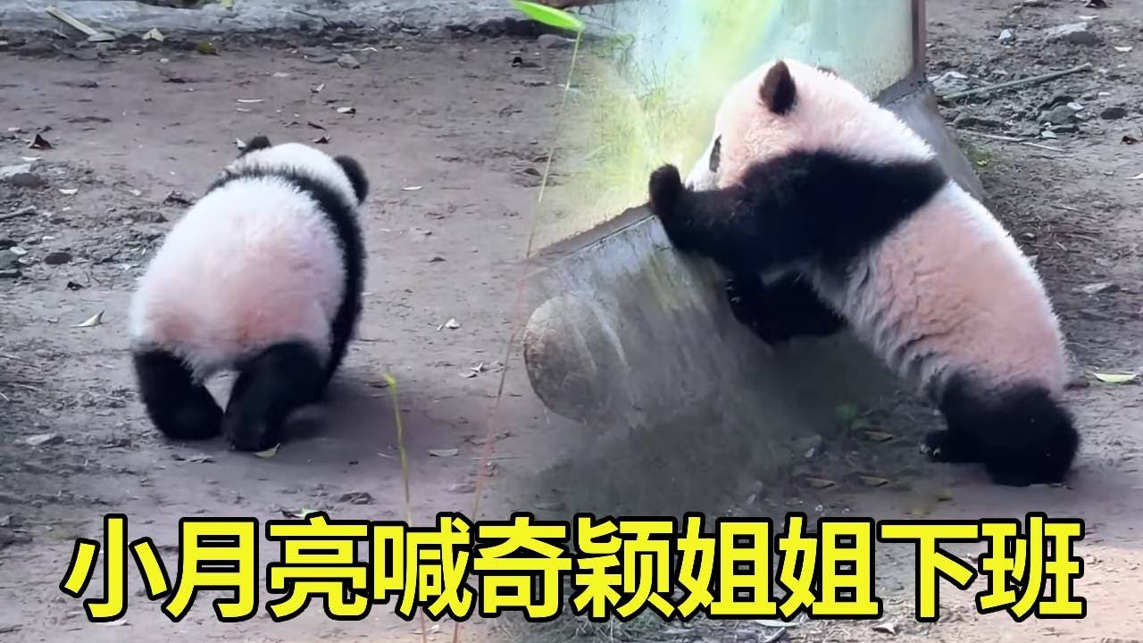 小月亮到点不用喊不用哄主动下班，途中还去看奇颖姐姐下班没 哈哈哈#大熊猫小月亮 #大熊猫