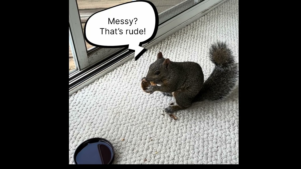 Squirrel makes herself right at home