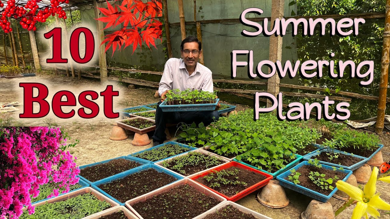 10 Best Summer Flowering Plants You Should Grow Right Now