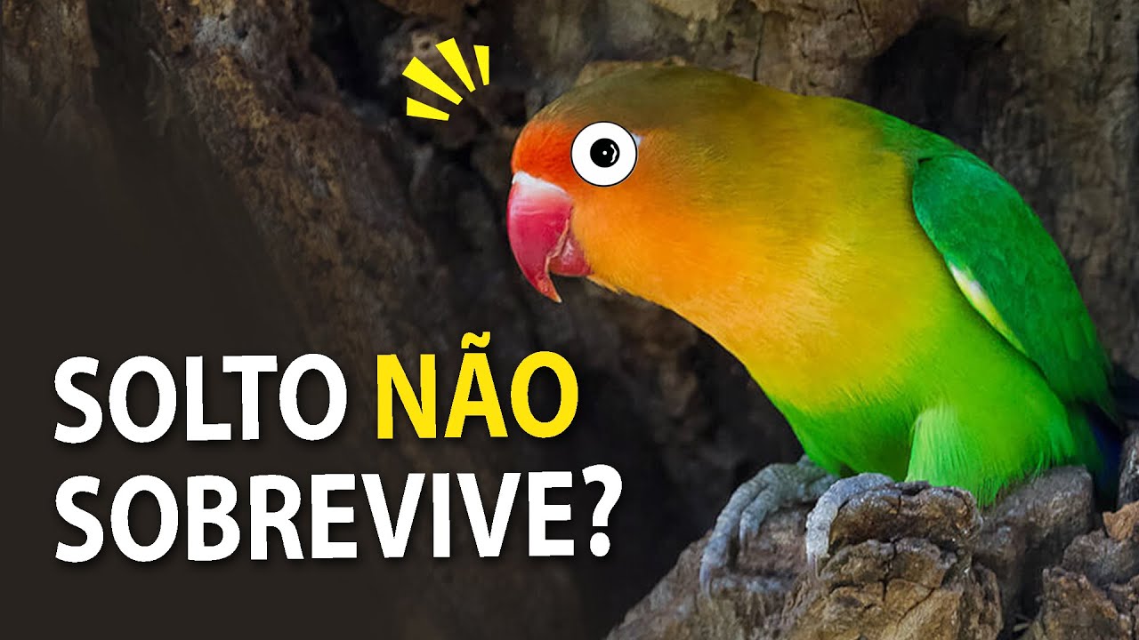 P&Aacute;SSARO SOLTO de gaiola N&Atilde;O SOBREVIVE NA NATUREZA? Ornit&oacute;logo Responde #21