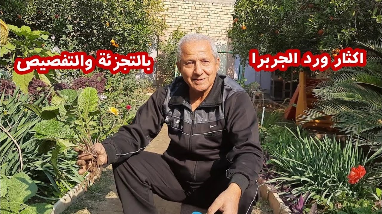 كيف نكاثر نبات الجربيرا GERBERA بالتجزئة او التفصيص