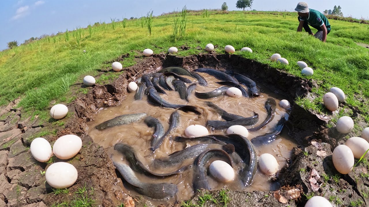 Wow Amazing Fishing - Fisherman catch a lot of fish & pick eggs in water in a pool in meadow by hand