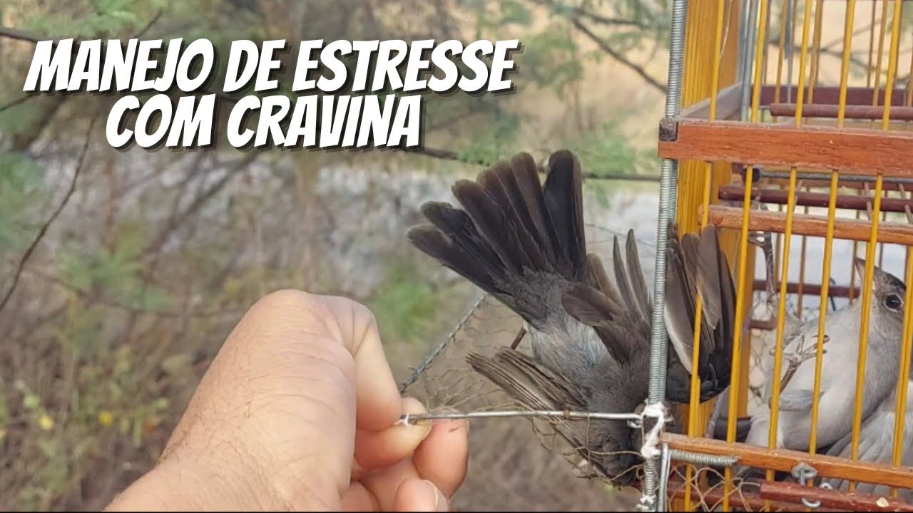 FAÇA SUA CRAVINA ABRIR CANTO RÁPIDO COM ESSE MANEJO