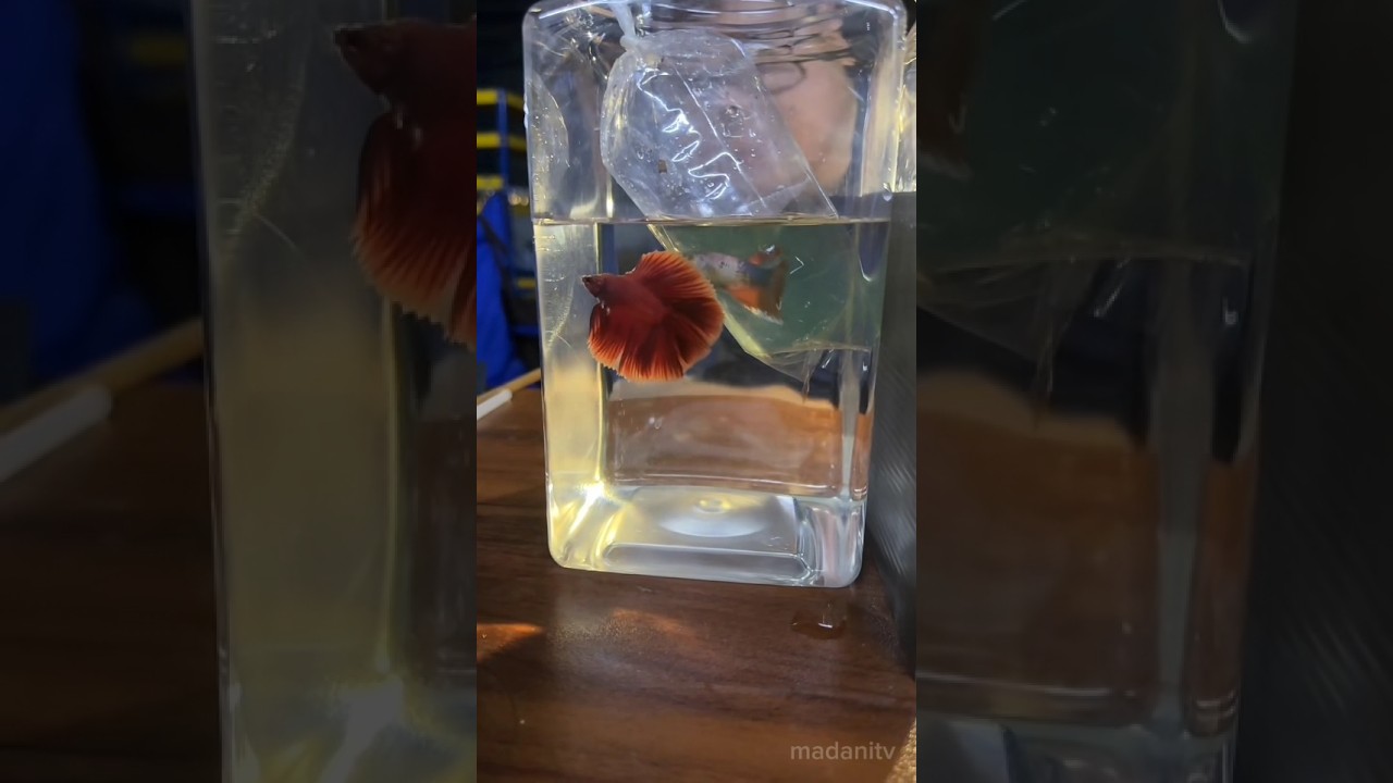 Beautiful betta halfmoon #bettafishuae #aquarium #betta #bettafighter #bettajapan #aquascape