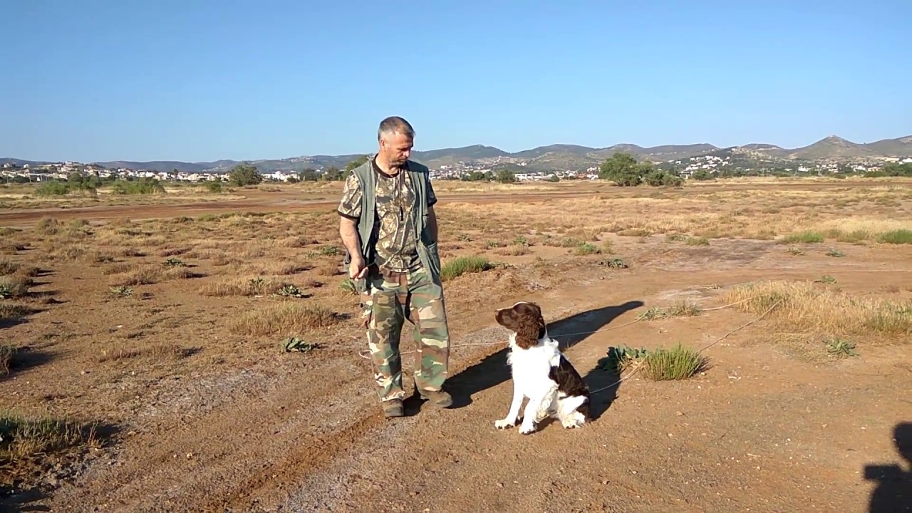 PARIS springer spaniel 11 μηνων (εκπαιδευση απορτ)