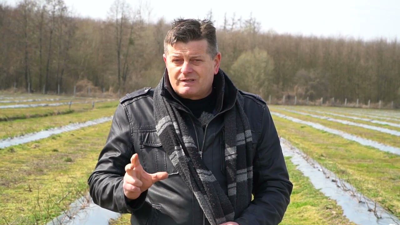 Mity o uprawie borówki, dr Zbigniew Jarosz, Doradca Jagodowy