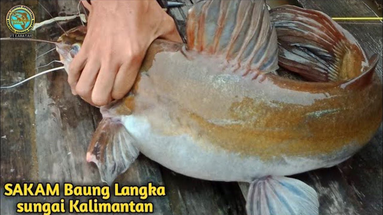 REKOR !!! MANCING IKAN BAUNG BABON DI SUNGAI KALIMANTAN (full versi)