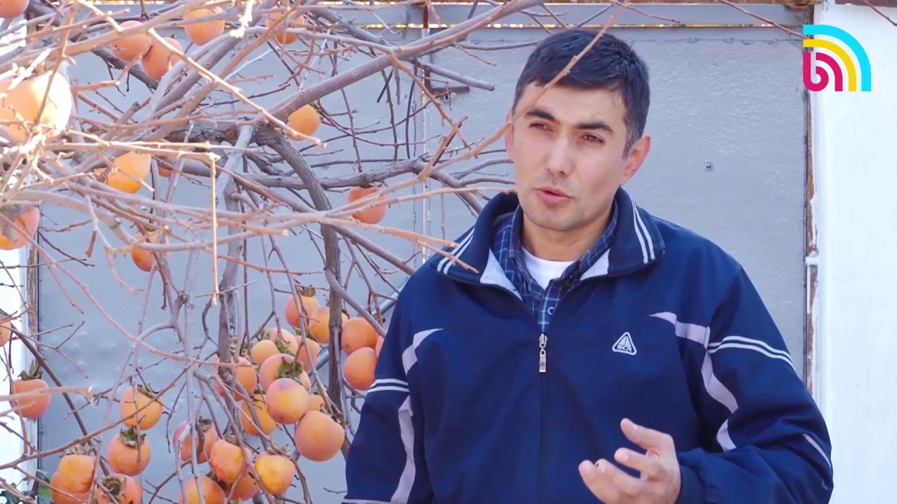 Курма багы